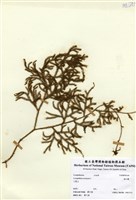 藏品(過山龍)的圖片